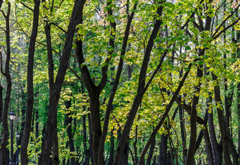 green trees foliage background in spring forest 