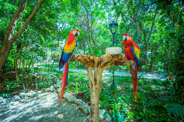 Two red parrots
