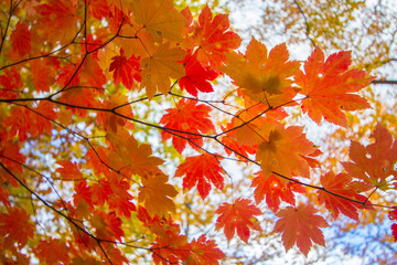 maple leaf colorful of autumn