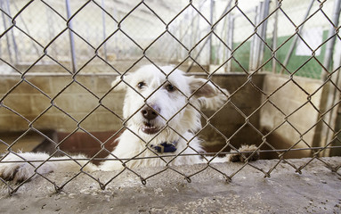 Caged and abandoned dogs