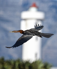 African darter flying past lighthouse