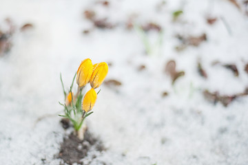 Crocus under the snow is a spring flower.
