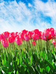 Fresh magenta tulips with sky