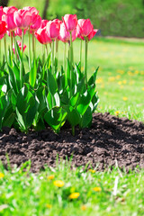 Fresh magenta tulips with grass and soil