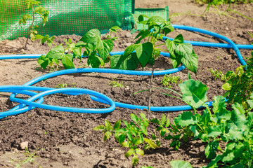 Blue plastic sprayer for gardening