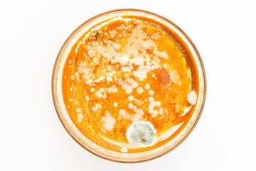Fungus in the curry bowl on isolated.Top view