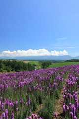 Fototapeta premium 美瑛 
