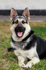 dog breed German Shepherd