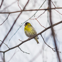 Male of Eurasian Siskin, Carduelis spinus, on branch close-up portrait, selective focus, shallow DOF