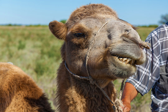 Muzzle of camel