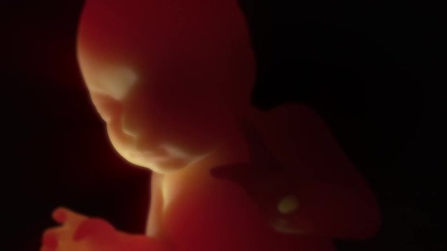 Unborn Baby in the Womb 4K 3D HD Animation