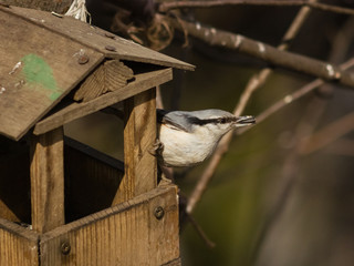 Eurasian or wood nuthatch, Sitta europaea, close-up portrait at bird feeder with seed in beak,...