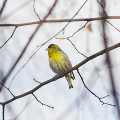 Male of Eurasian Siskin, Carduelis spinus, on branch close-up portrait, selective focus, shallow DOF