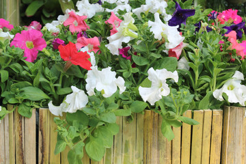 Close up of petunias in the pot bamboo decoration background