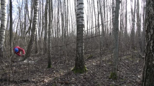 Worker with protective helmet sut birch tree in spring forest, 4K