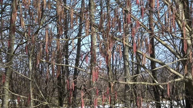 Alder catkins in early spring on branch, 4K
