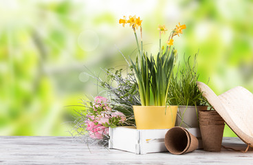 Garden tolls and spring seedling isolated on white background. Rubber, narcis and tulips.