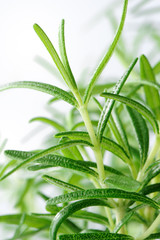 rosemary young plant close-up on white  background