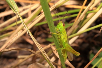 Bright yellow-green grasshopper on the grass stalk