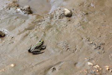 Frog on the river bank