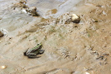 Frog on the river bank