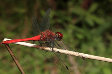 Red dragonfly on the grass stalk