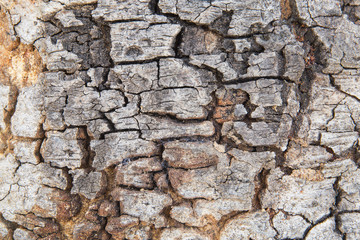 Tree bark texture.