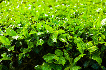 Tea plantations with big bush in the foreground