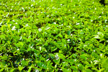 Tea plantations with big bush in the foreground