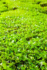Obraz premium Tea plantations with big bush in the foreground
