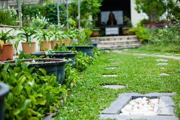 Plants, flowerpots, flowerbed in the largest Buddhist temple Kek