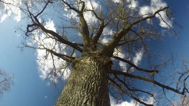 Old big majestic oak trunk with branches in spring and white clouds motion, time lapse 4K