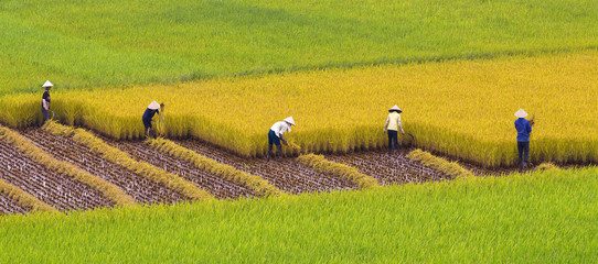 A group of unidentified farmers are harvesting rice