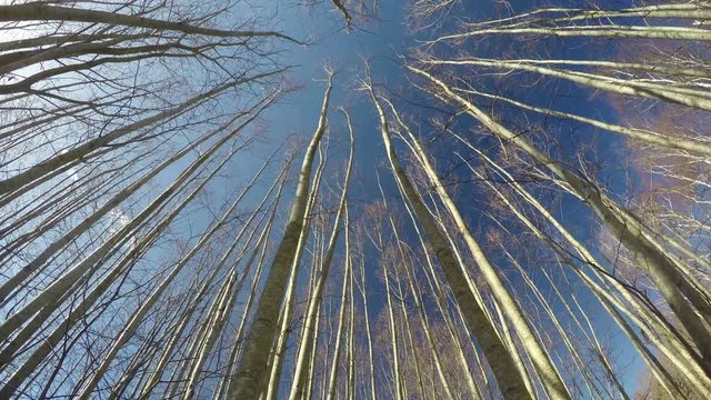 Young beautiful alder tree forest from beneath and spring sky clouds motion, time lapse 4K