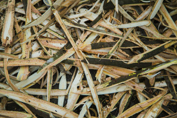 Wood shavings