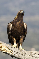 Adult male of Golden Eagle in Gredos Natural Park. Spain