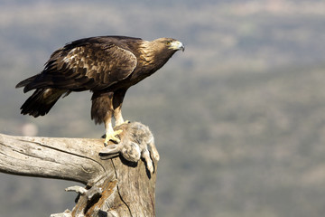 Adult male of Golden Eagle in Gredos Natural Park. Spain