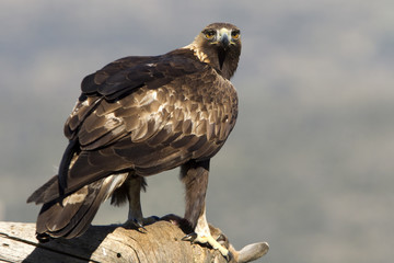 Adult male of Golden Eagle in Gredos Natural Park. Spain