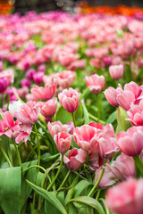 Fototapeta premium all tulips in the garden.