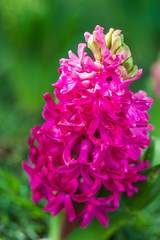 Pink hyacinth spring blooming flower in garden.