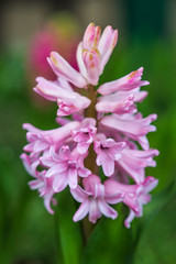 Obraz premium Pink hyacinth spring blooming flower in garden.