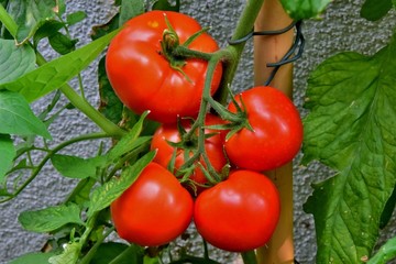 Herrlich reife Tomaten (Nahaufnahme)