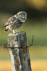 Adult male of Little owl. Athene noctua
