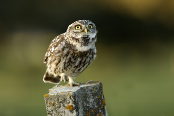 Adult male of Little owl. Athene noctua