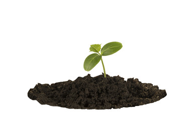 young sprout cucumber.