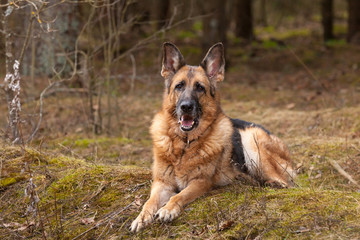 Elderly German shepherd dog lies in a coniferous forest