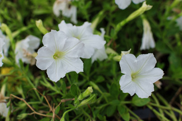 White petunia flowers in the garden.