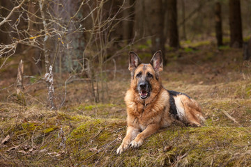 Elderly German shepherd dog lies in a coniferous forest