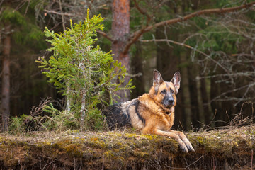 German Shepherd dog breeds next to a young Christmas tree in a spring forest