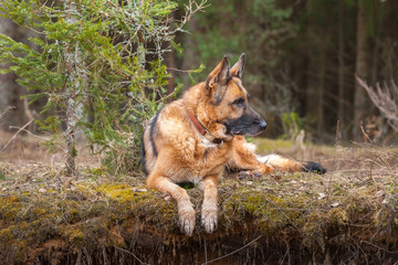 German Shepherd dog breeds next to a young Christmas tree in a spring forest